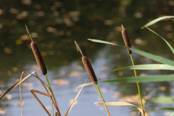 Bullrush a tóban Jogdíjmentes Stock Fotók