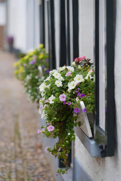 Fioriera con fiori — Foto Stock