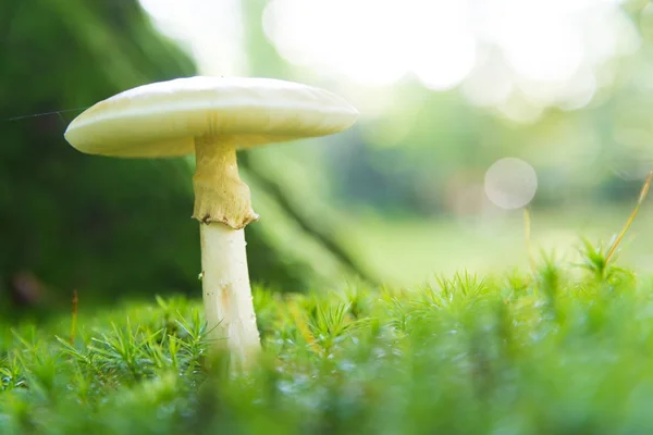 Amanita phalloides mushroom — Stock Photo, Image