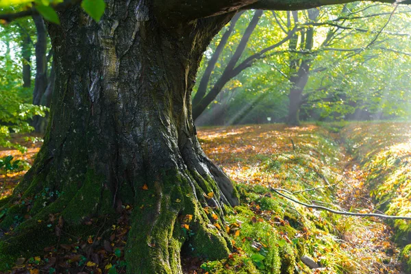 Massiv beech tree — Stockfoto