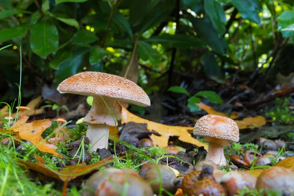 Champignons in een park — Stockfoto