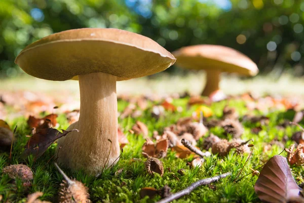 Jedlé houby v leseフォレスト内の食用キノコ — Stock fotografie
