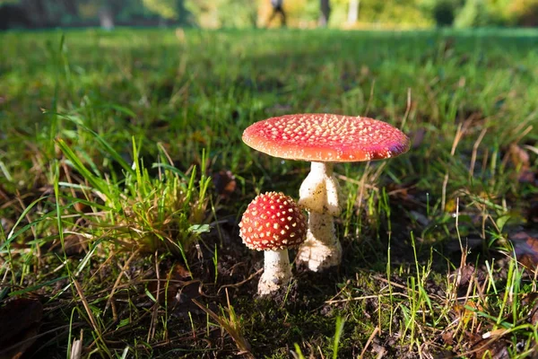 Amanita muscaria mushrooms — Stock Photo, Image
