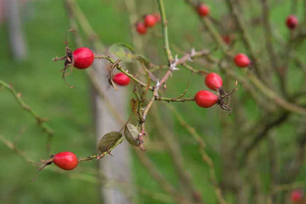 Rote Hagebutten — Stockfoto