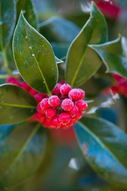 buz üstünde o ile kırmızı holly Karpuzu