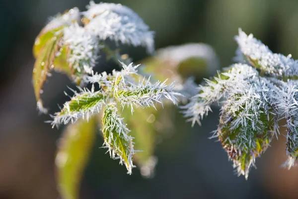 Es beku pada tanaman — Stok Foto