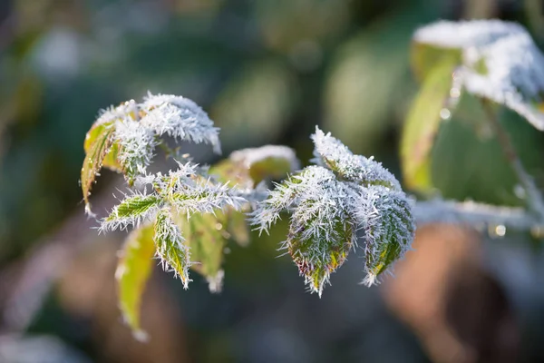 Geada de gelo em plantas — Fotografia de Stock