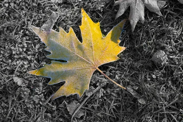 Feuille d'érable d'automne — Photo