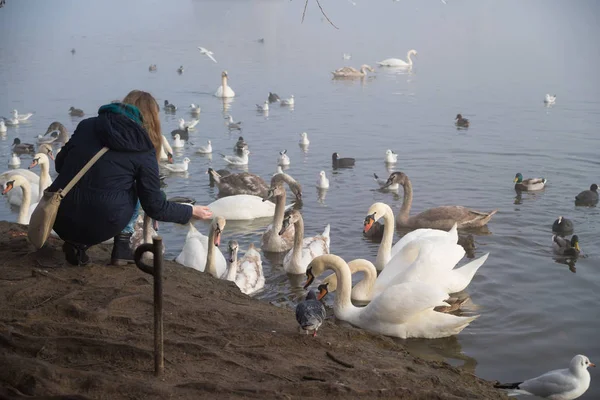 Woman feeding swans — Stock Photo, Image