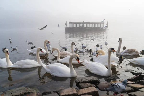 Swans in prague — Stock Photo, Image