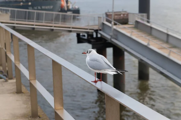 Gaivota em um portão — Fotografia de Stock