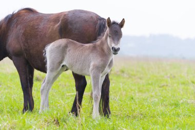 Genç przewalski at tayı 