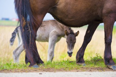 Genç przewalski at tayı 