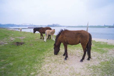 Przewalski atlar bir doğa parkı