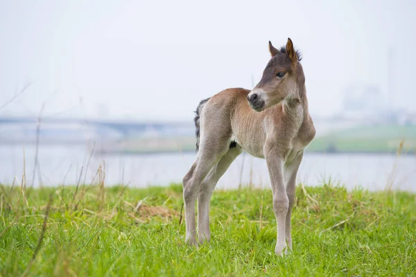 Genç przewalski at tayı 