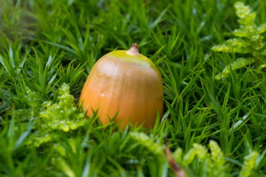 acorn in the moss