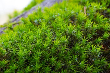 green moss background clipart