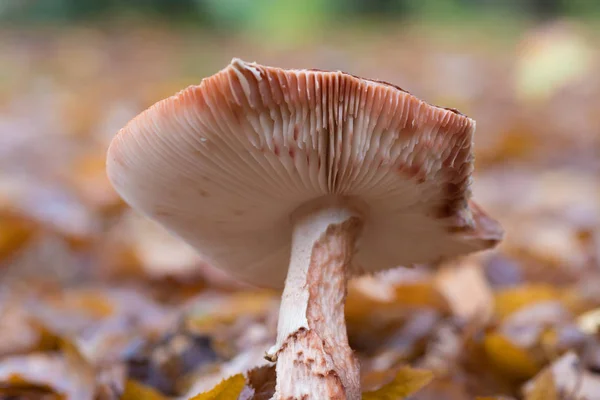 Grzyb zbliżenie — Zdjęcie stockowe