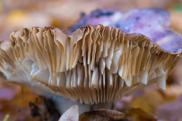 Closeup de cogumelos — Fotografia de Stock