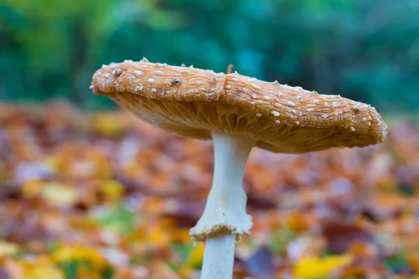 Mushroom closeup — Stock Photo, Image