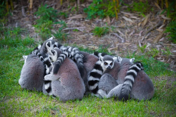 Ring-tailed lemurs — Stock Photo, Image