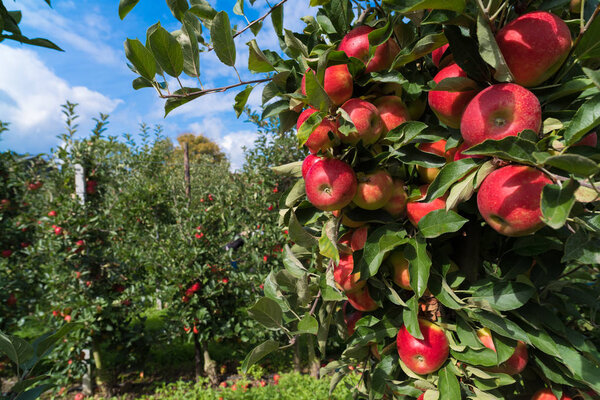 Яблочный сад
