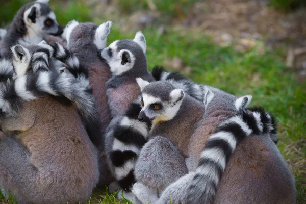 Ring-tailed lemurs — Stock Photo, Image