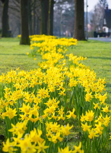 Кровать Цветущих Желтых Нарциссов Маленьком Парке Нидерландах — стоковое фото