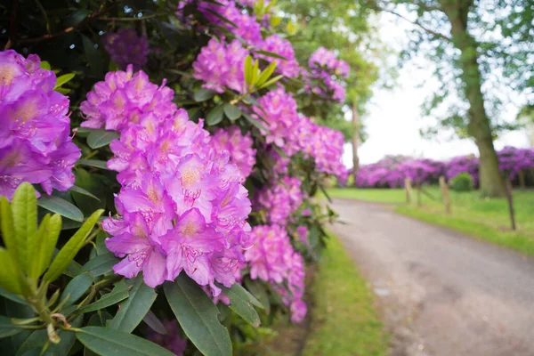 Flores Azalea Rosa Flor Largo Sendero — Foto de Stock