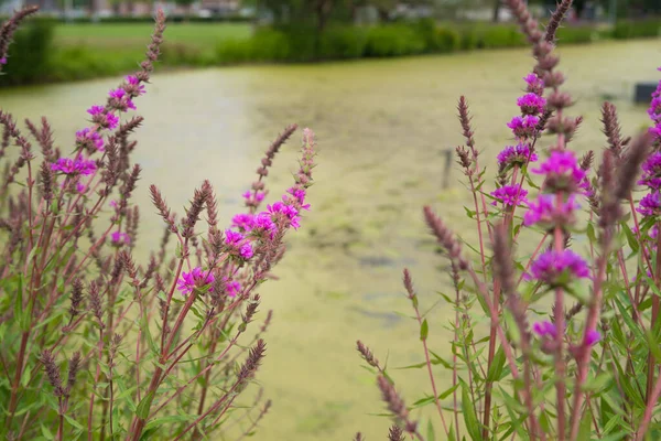 フィールドにピンクの花 リスラム サリチア 紫色のゆるみ スパイク状のゆるみ 紫色のリスラム — ストック写真