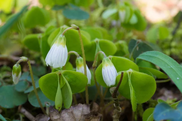 Makro Skott Vanligt Trä Sorrel Oxalis Acetosella — Stockfoto