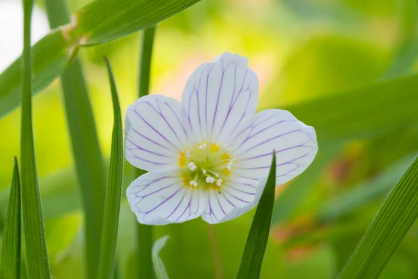 Ortak Wood Sorrel Macro Shot Oxalis Asetosella — Stok fotoğraf