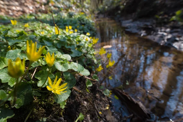 Första Vårgula Blommorna Med Gröna Blad Fig Buttercup Från Ficaria — Stockfoto