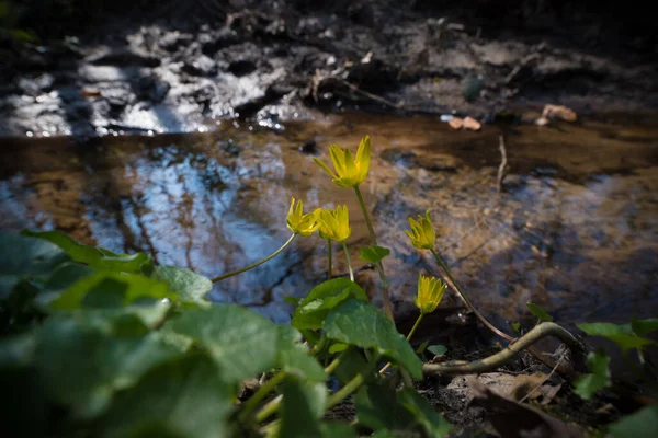 Första Vårgula Blommorna Med Gröna Blad Fig Buttercup Från Ficaria — Stockfoto