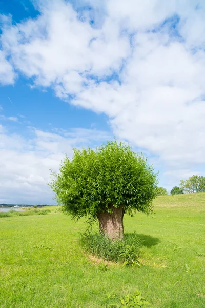 Salice Pollaro Singolo Nelle Pianure Alluvionali Fiume — Foto Stock