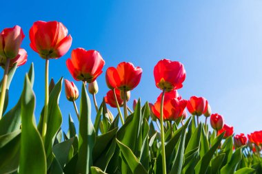 Aşağıdan güzel kırmızı laleler görünüyor.