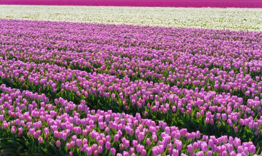Hollanda 'nın Noordoostpolder ilinde birçok renkli çiçek açan lale