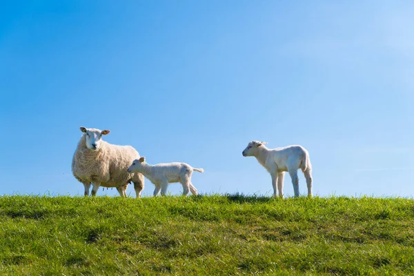 Sheep Two Lambs Dutch Dike — Stock Photo, Image