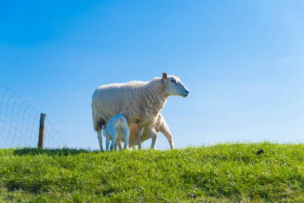 Sheep Two Lambs Dutch Dike — Stock Photo, Image