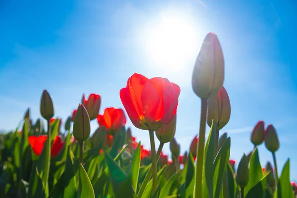 Schön Blühende Rote Tulpen Von Unten Gesehen — Stockfoto