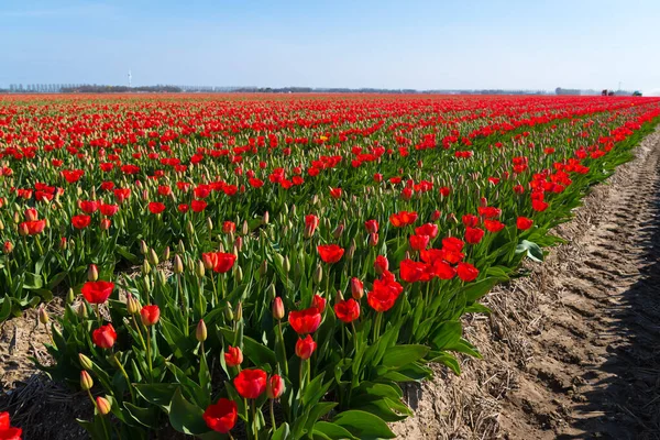 Endless Rows Blooming Red Tulips Dutch Province Noordoostpolder — Stock Photo, Image