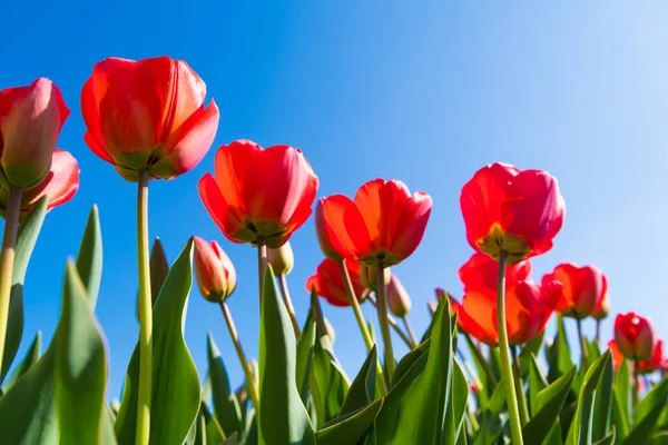 Mooie Bloeiende Rode Tulpen Van Onderen Gezien — Stockfoto