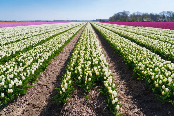 Rows Blooming White Tulips Dutch Province Noordoostpolder — Stock Photo, Image