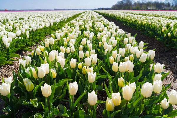 Rijen Bloeiende Witte Tulpen Nederlandse Provincie Noordoostpolder — Stockfoto