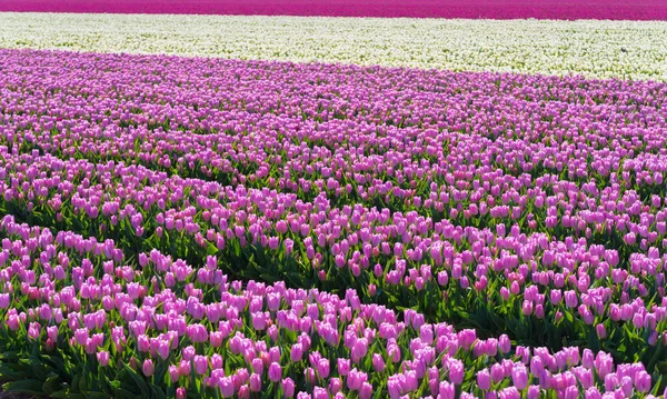 Sacco Tulipani Fioriti Colorati Nella Provincia Olandese Noordoostpolder — Foto Stock