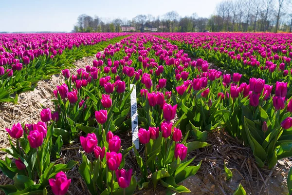 Espel Países Bajos Abril 2020 Filas Tulipanes Púrpura Florecientes Nombrados — Foto de Stock