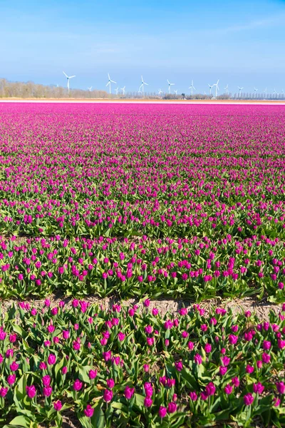 Feld Mit Reihen Lila Tulpen Noordoostpolder Den Niederlanden — Stockfoto