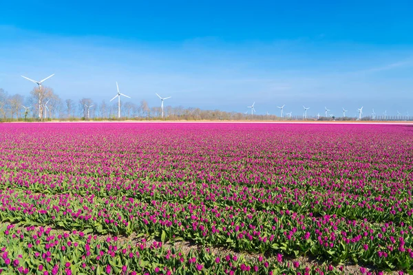 Champ Avec Des Rangées Tulipes Violettes Dans Polder Noordoostpolder Aux — Photo