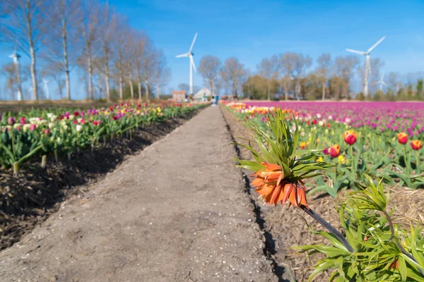 Jardin Spectacle Avec Différents Types Tulipes Dans Polder Noordoostpolder Aux — Photo