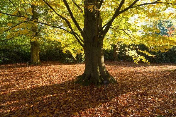 Американское Буковое Дерево Ботаническом Парке Низинах Осенью — стоковое фото